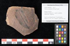 Foto (Objekt + Etikett) von Quercus palaeoilex Ettingshausen (NHMW-GEO-2024-0188-0825)